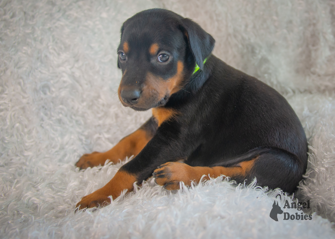 doberman puppy for sale with seahawks green collar