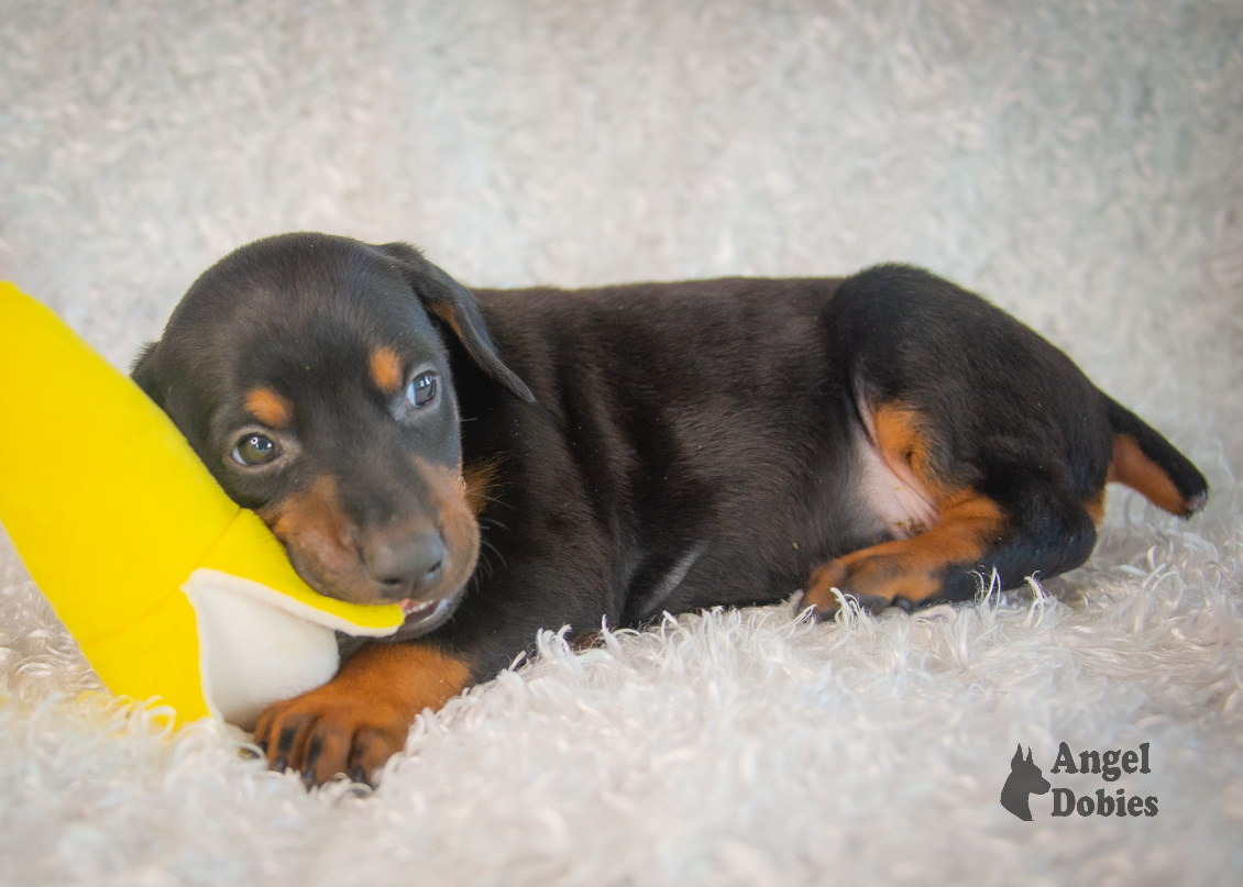 doberman puppy for sale with seahawks green collar