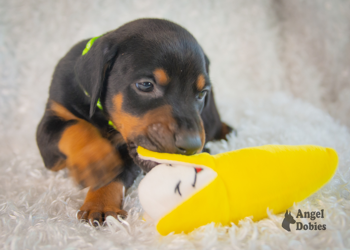 doberman puppy for sale with seahawks green collar