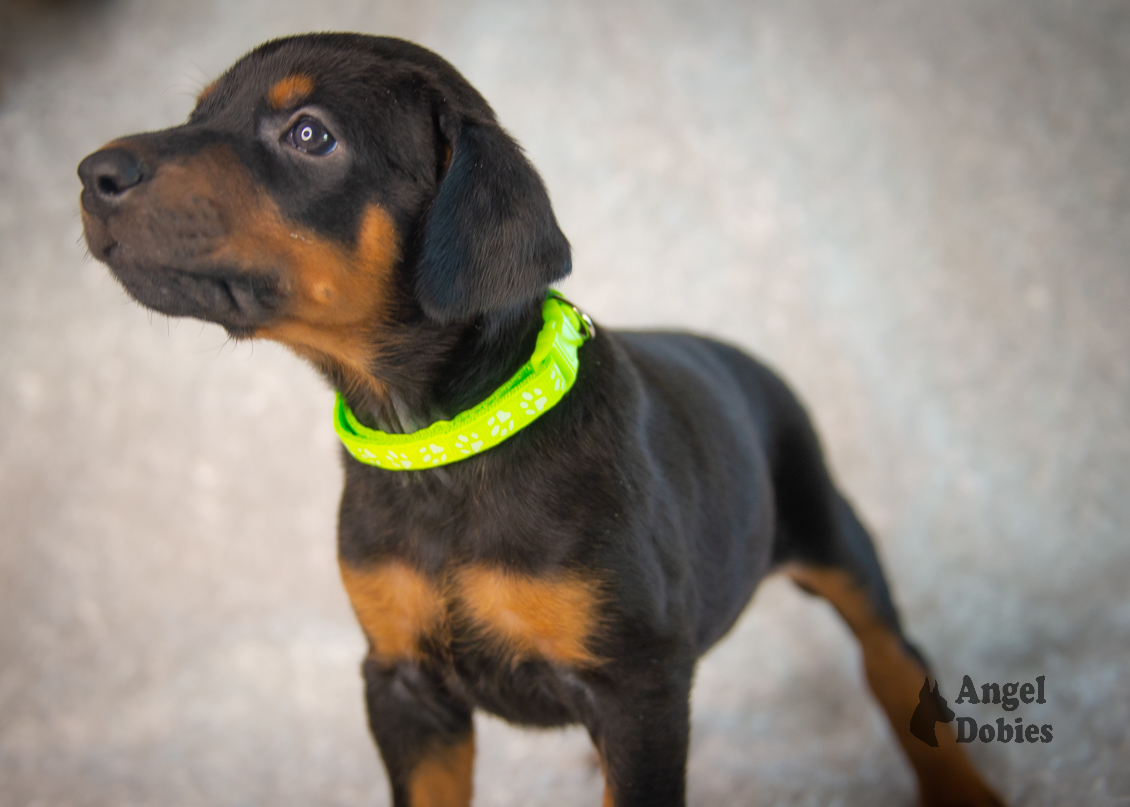 doberman puppy for sale with seahawks green collar