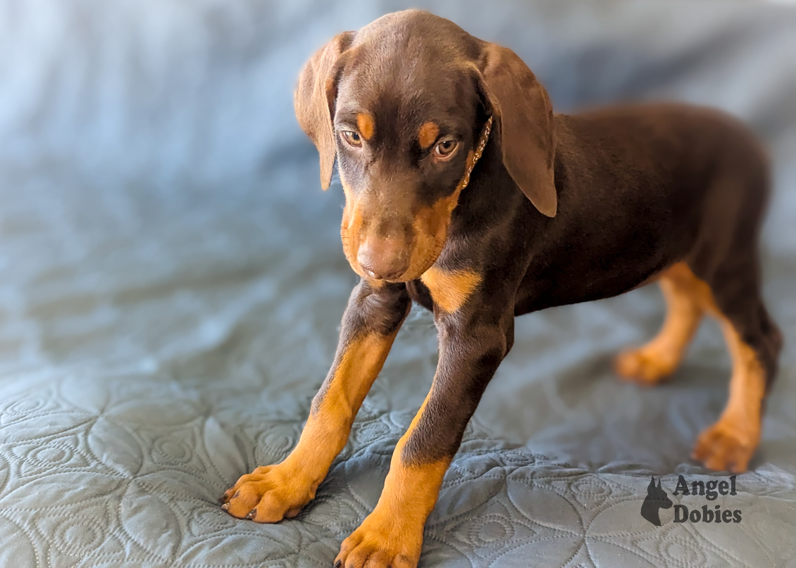 doberman puppy for sale copper collar