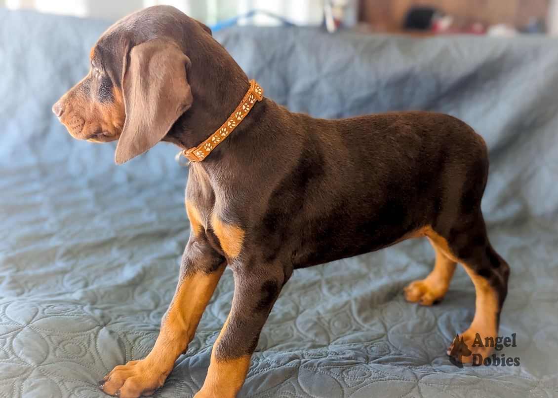 doberman puppy for sale copper collar