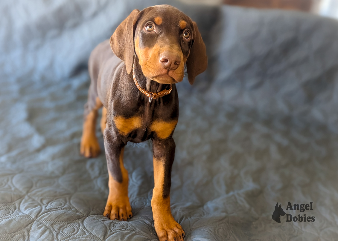 doberman puppy for sale copper collar