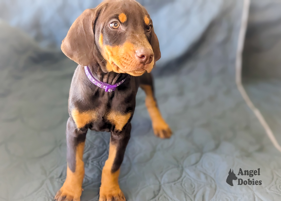 doberman puppy for sale with purple collar