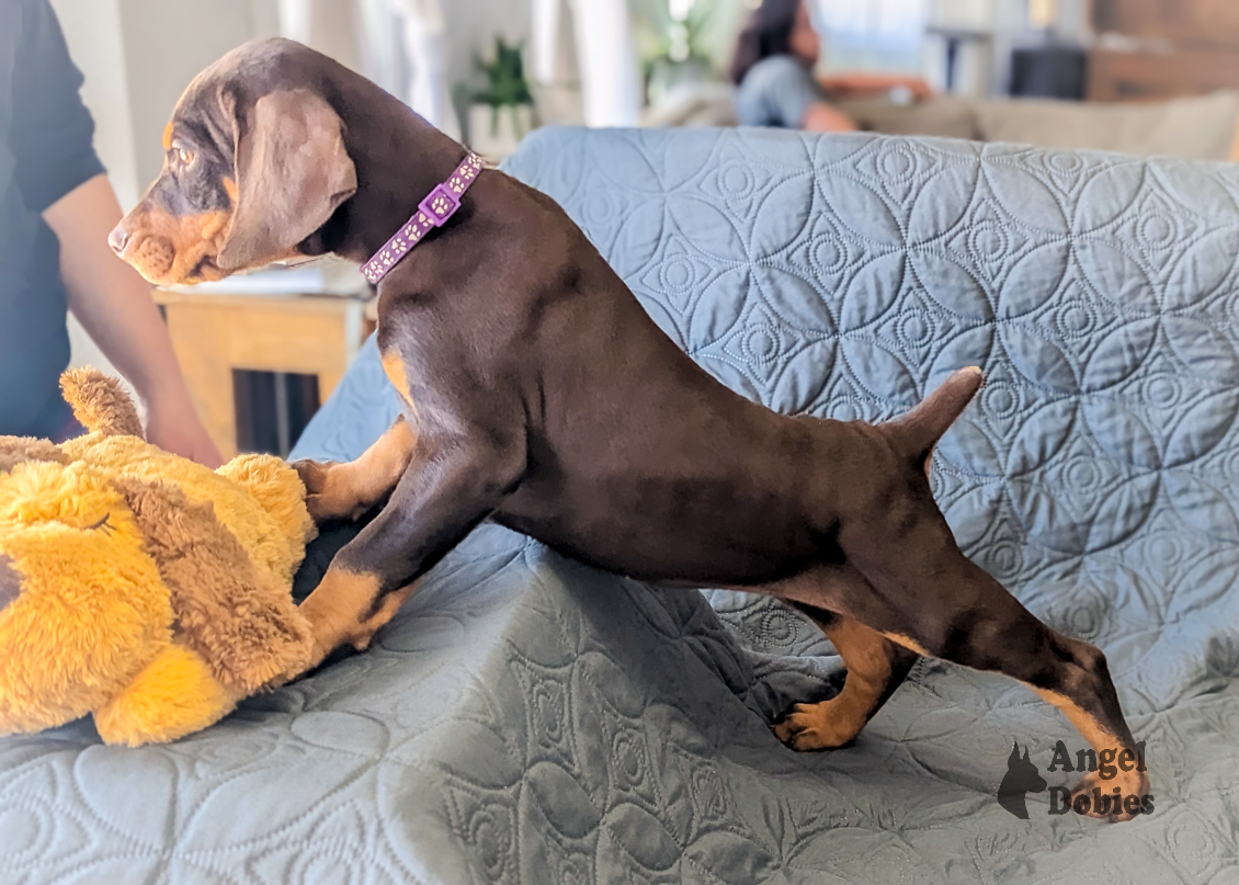 doberman puppy for sale with purple collar