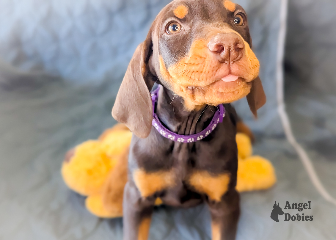 doberman puppy for sale with purple collar