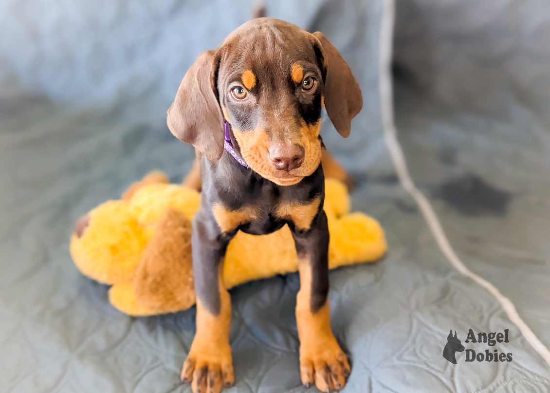 doberman puppy for sale with purple collar