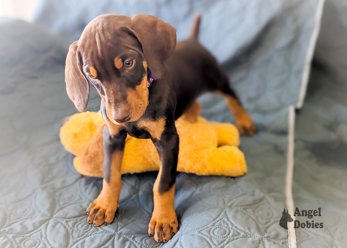 doberman puppy for sale with purple collar