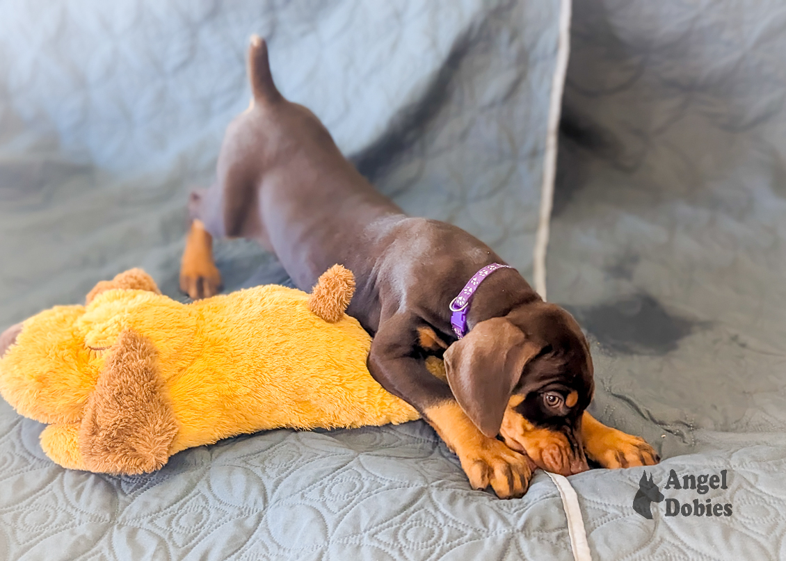 doberman puppy for sale with purple collar