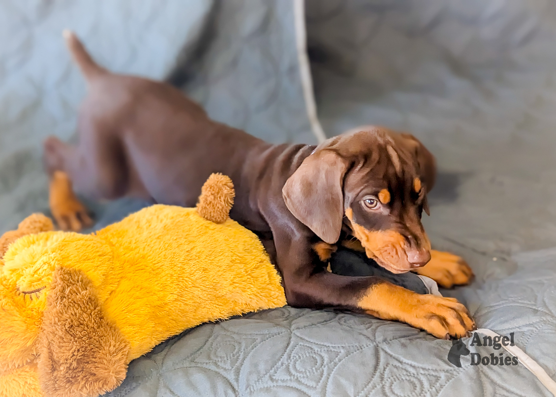 doberman puppy for sale with purple collar