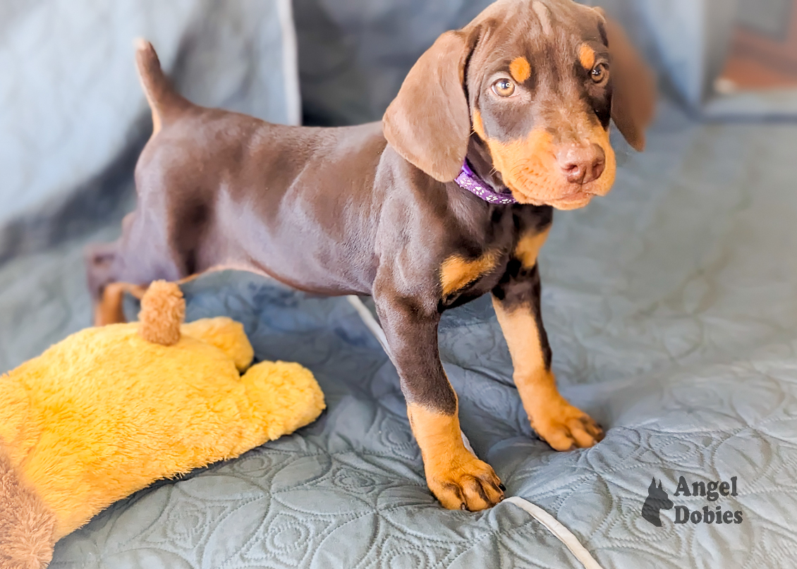 doberman puppy for sale with purple collar