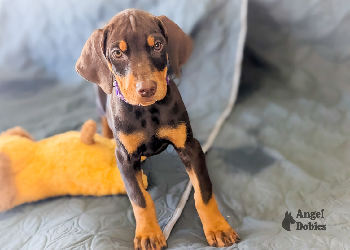 doberman puppy for sale with purple collar