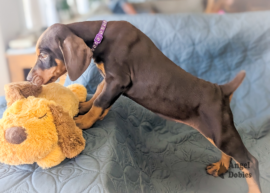 doberman puppy for sale with purple collar