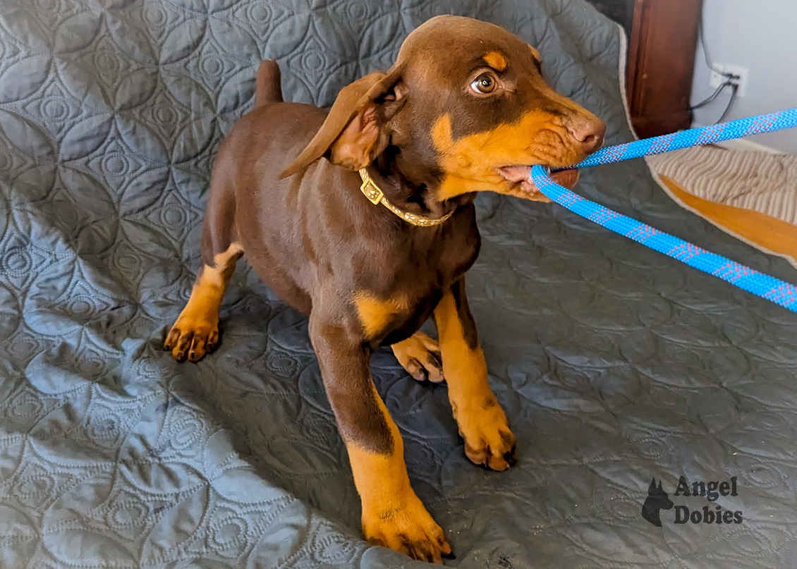 doberman puppy for sale gold collar