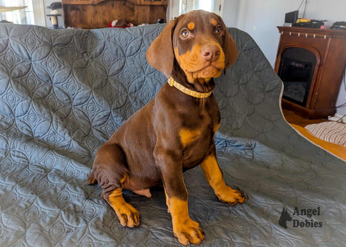 doberman puppy for sale gold collar