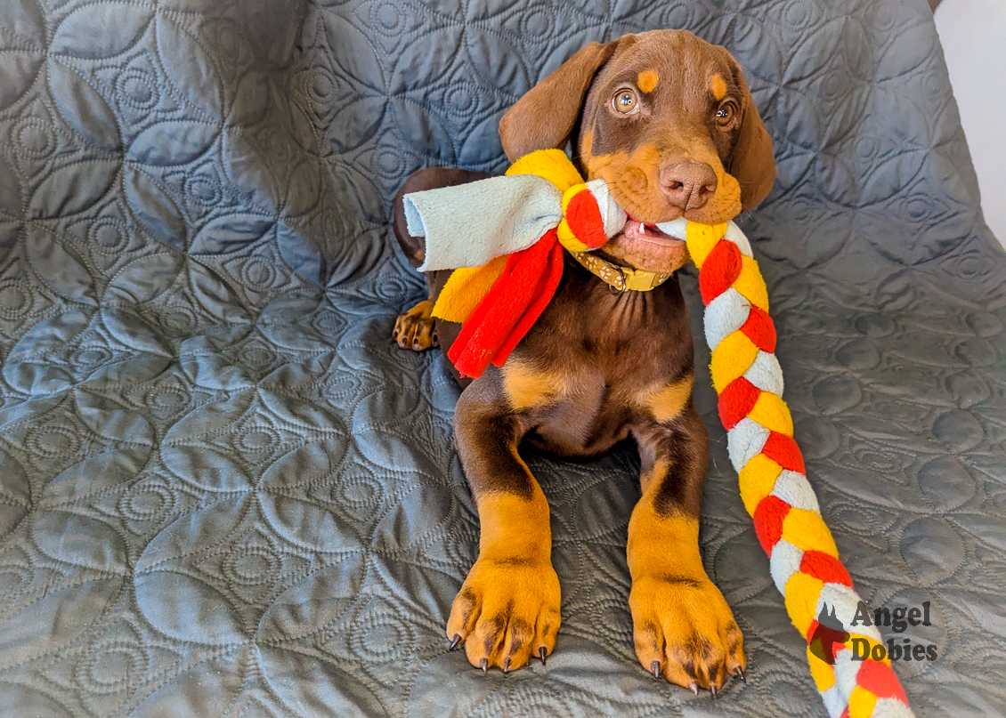 doberman puppy for sale gold collar