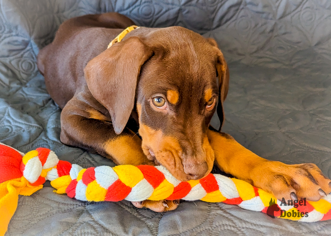 doberman puppy for sale gold collar