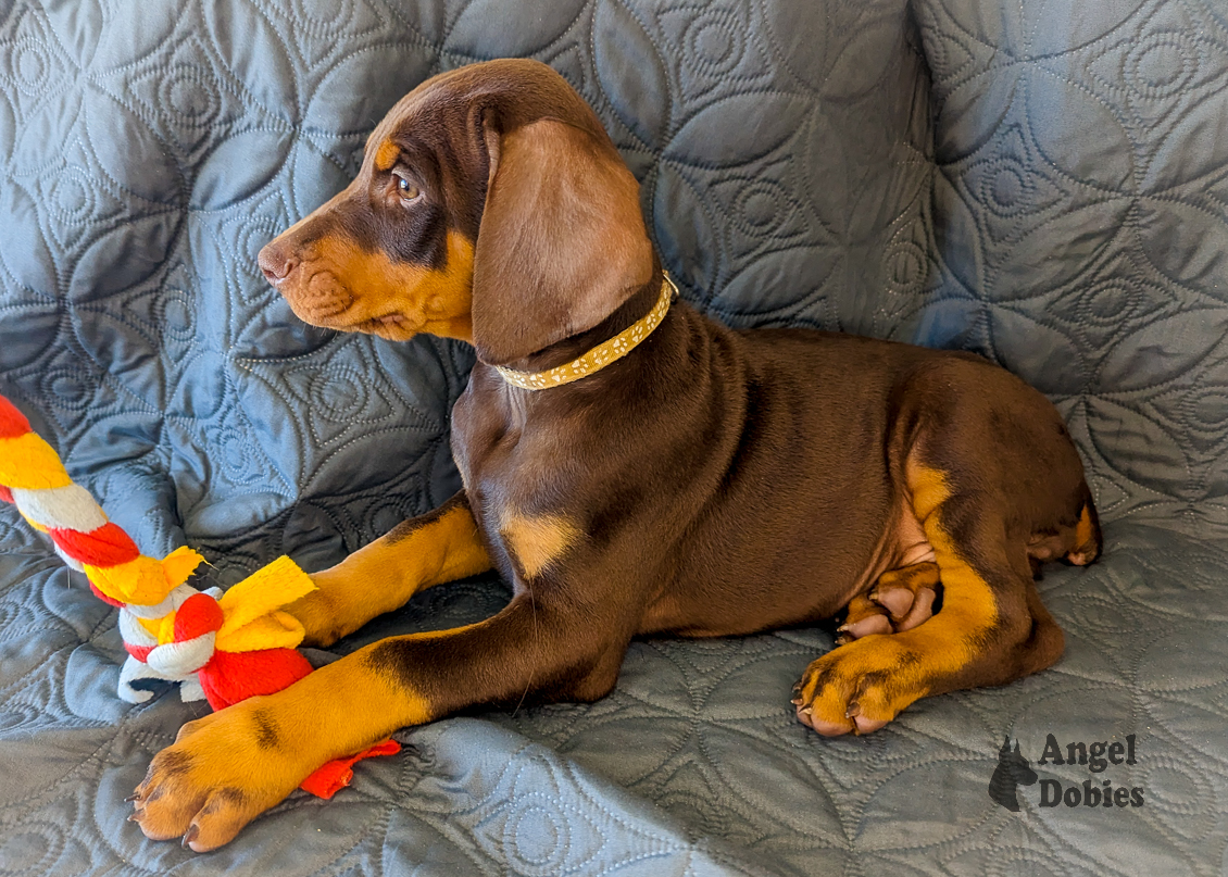 doberman puppy for sale gold collar