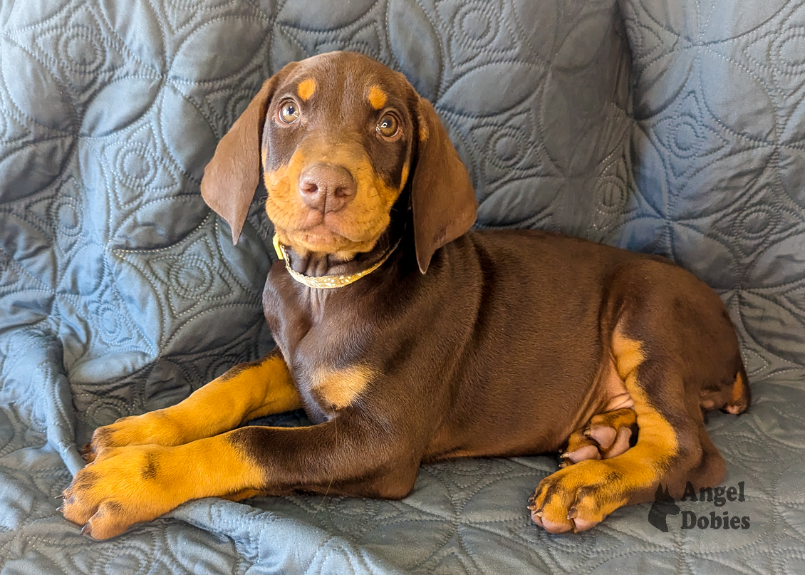 doberman puppy for sale gold collar