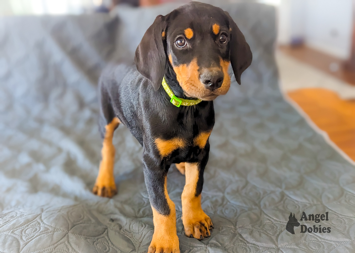 doberman puppy for sale with green-green collar