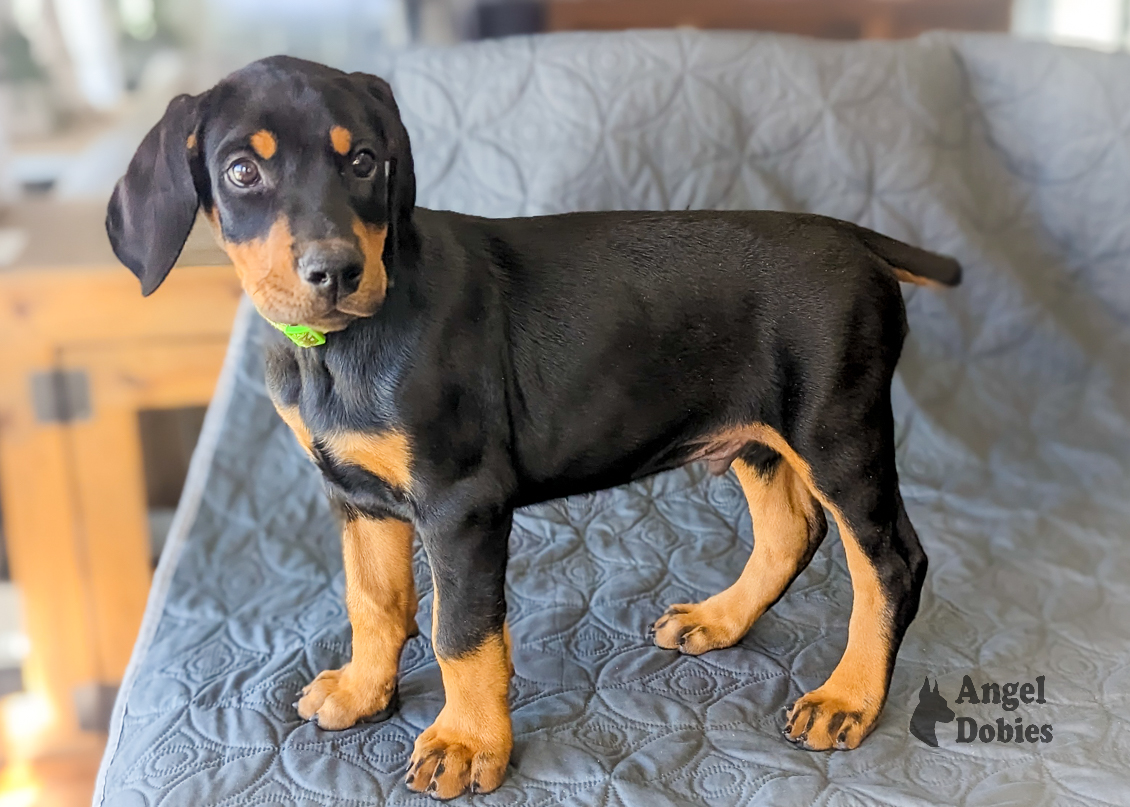 doberman puppy for sale with green-green collar