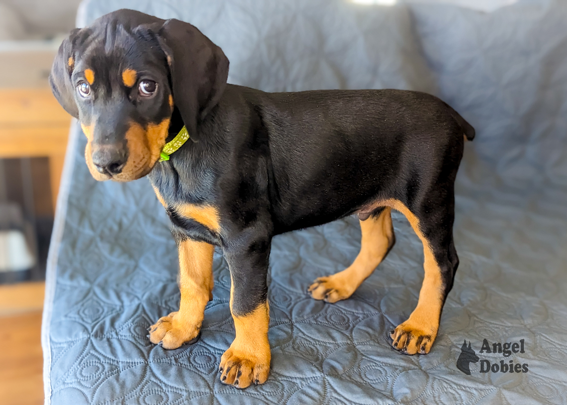 doberman puppy for sale with green-green collar