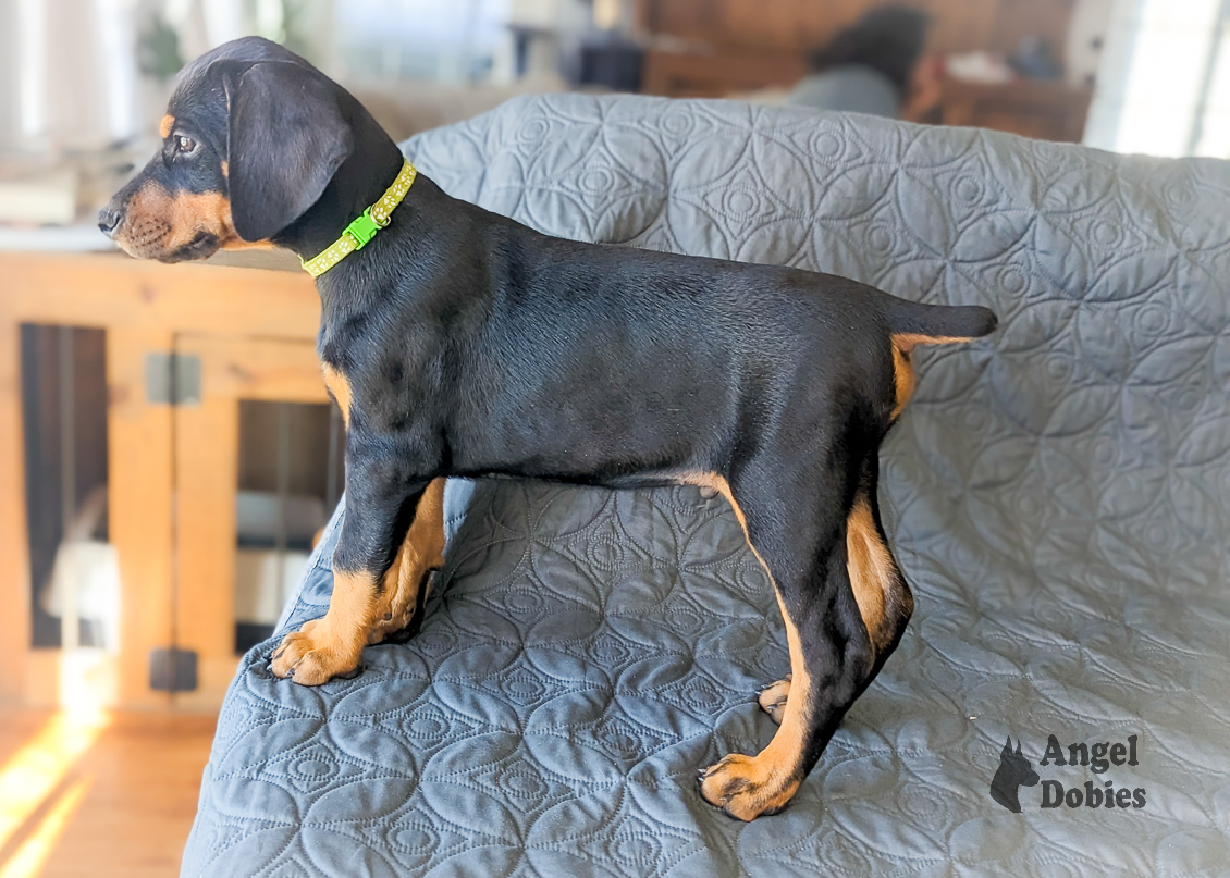 doberman puppy for sale with green-green collar