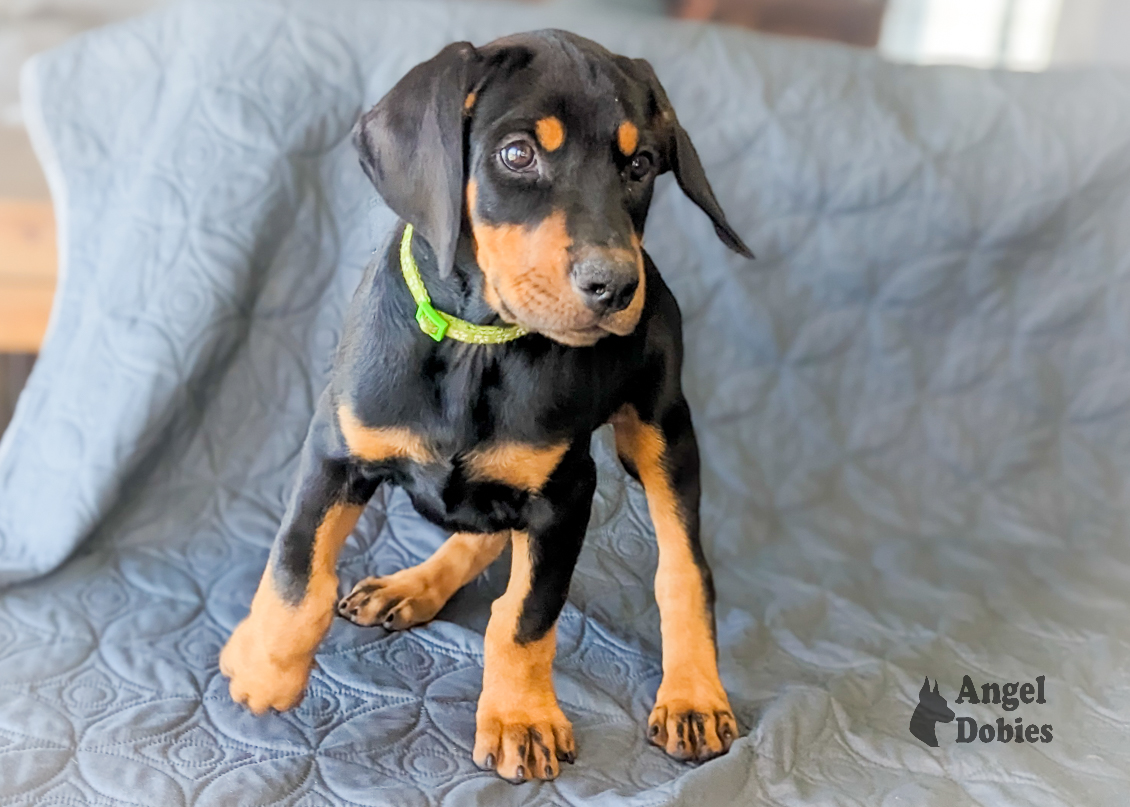 doberman puppy for sale with green-green collar