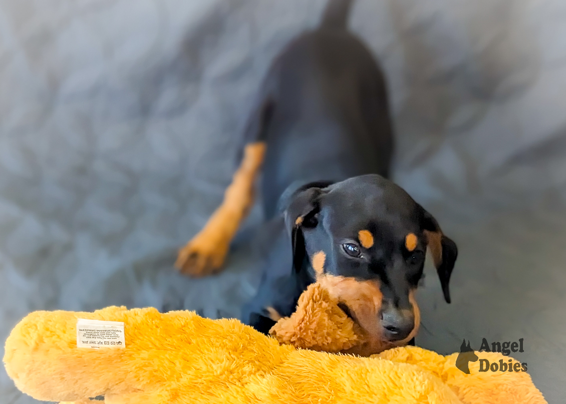 doberman puppy for sale with green-green collar