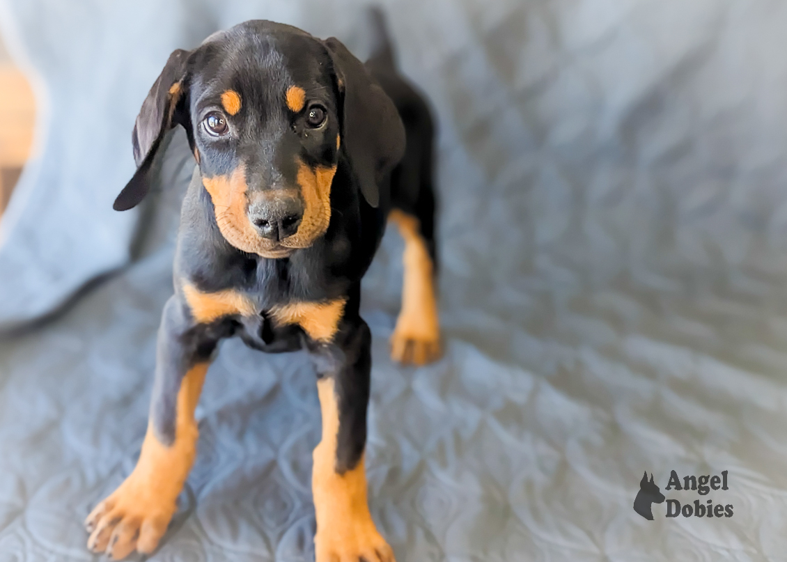 doberman puppy for sale with green-green collar