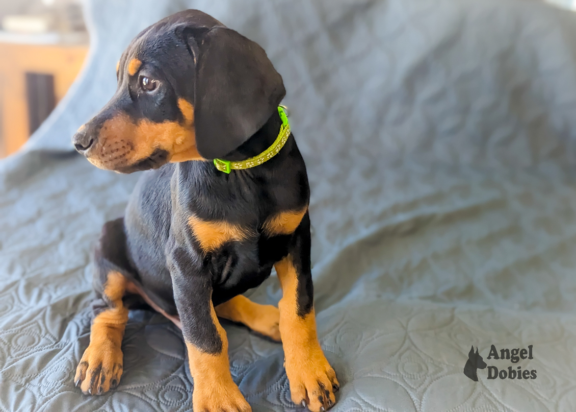 doberman puppy for sale with green-green collar