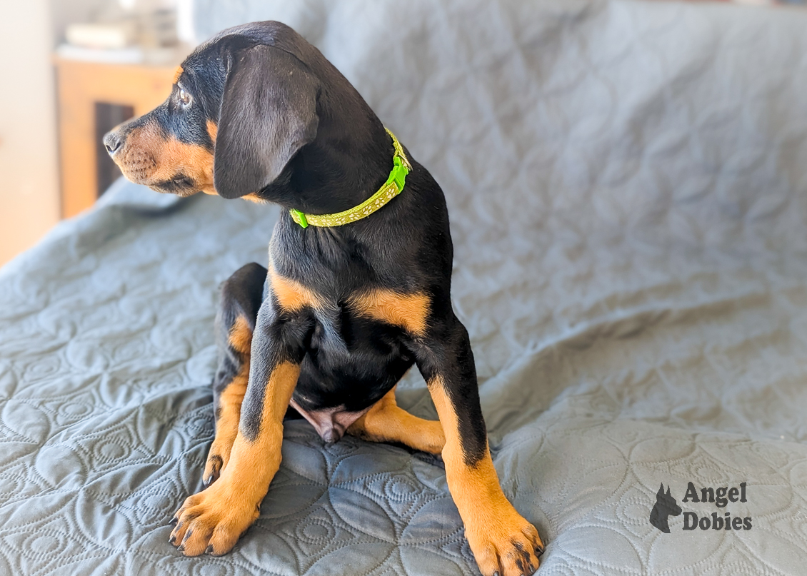 doberman puppy for sale with green-green collar