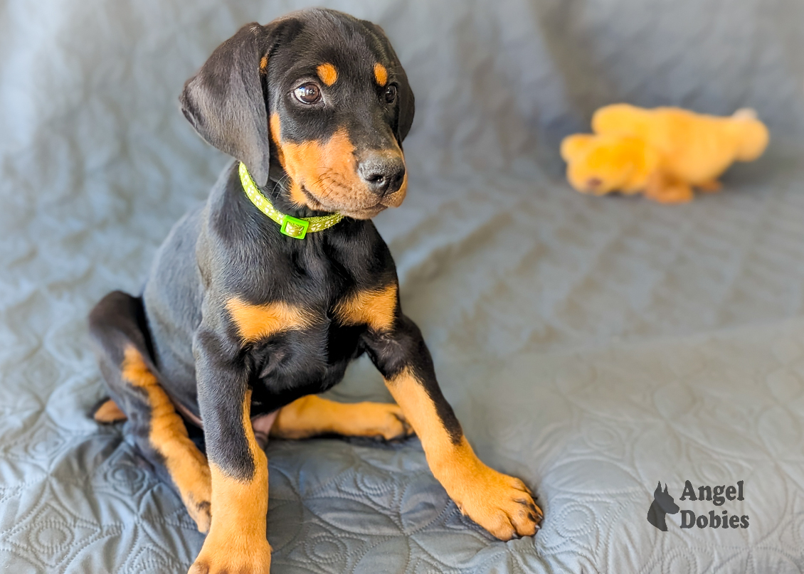 doberman puppy for sale with green-green collar