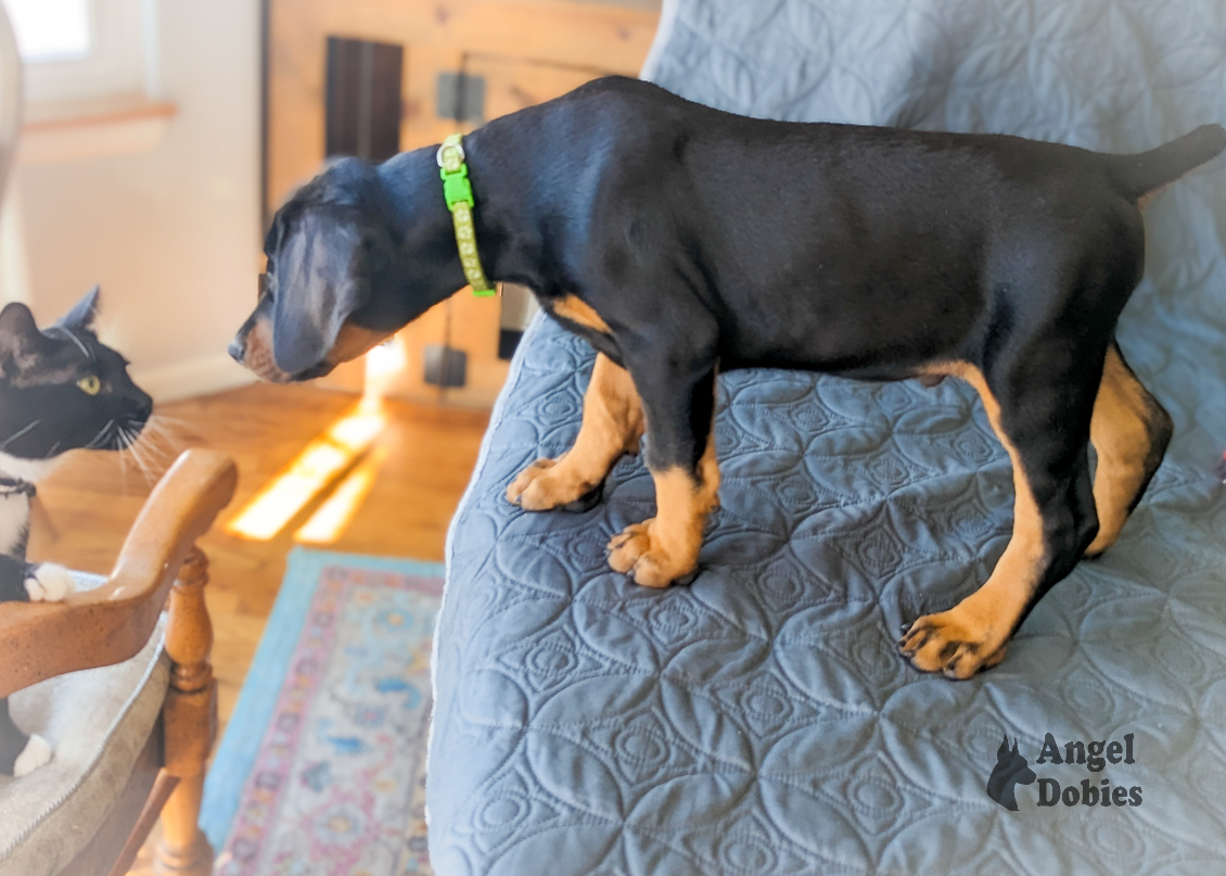 doberman puppy for sale with green-green collar