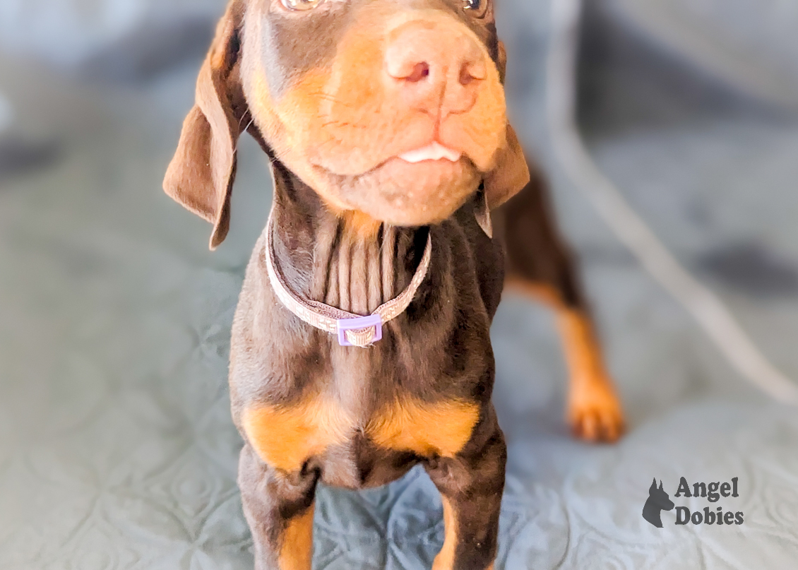 doberman puppy for sale with maroon-purple collar