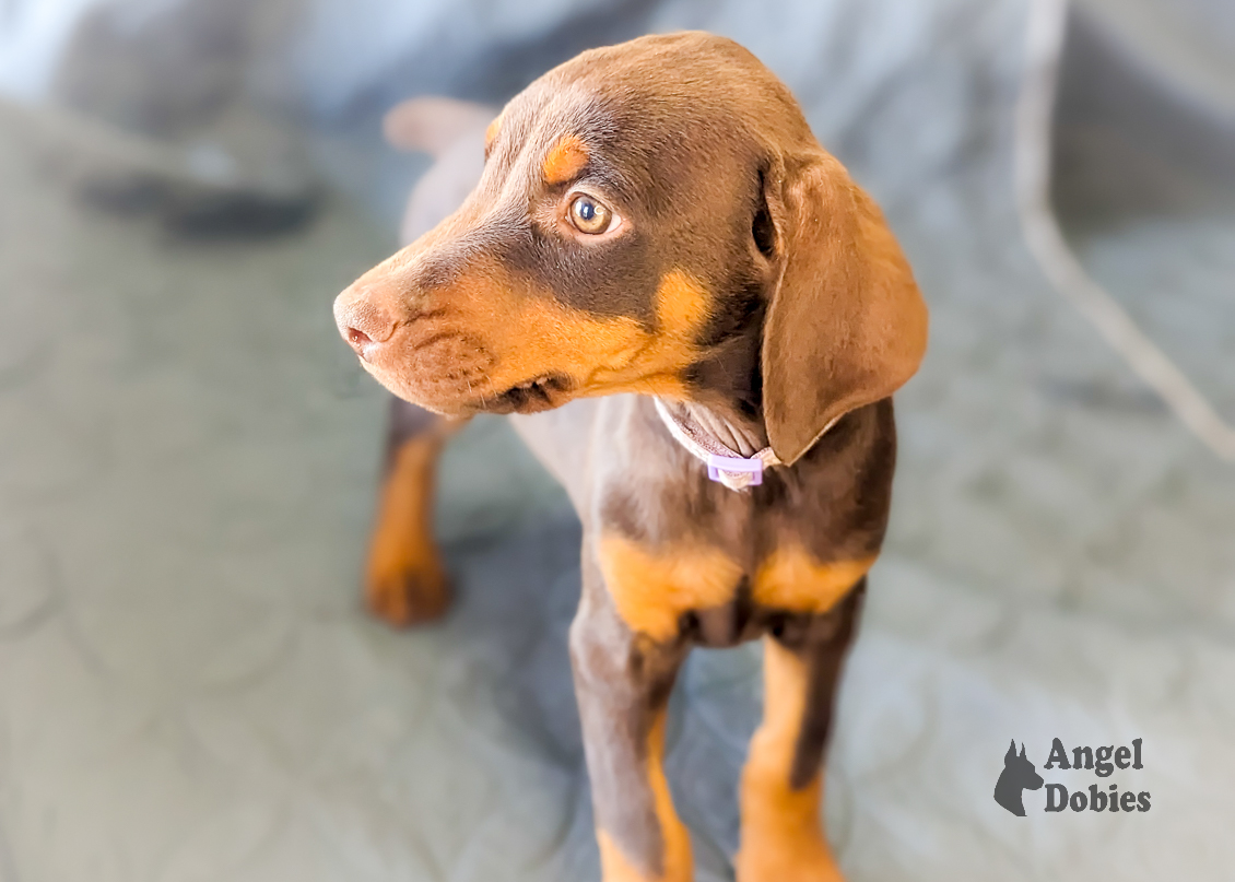 doberman puppy for sale with maroon-purple collar