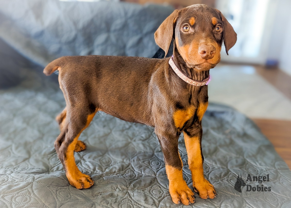 doberman puppy for sale with maroon-purple collar