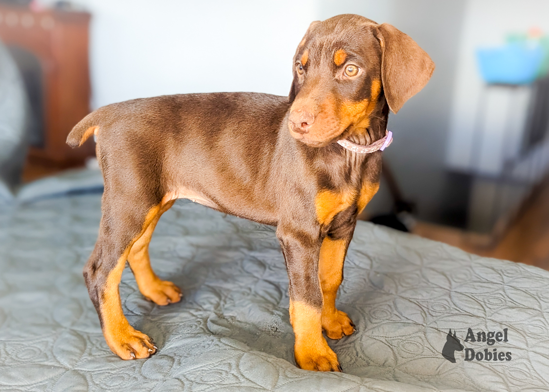 doberman puppy for sale with maroon-purple collar