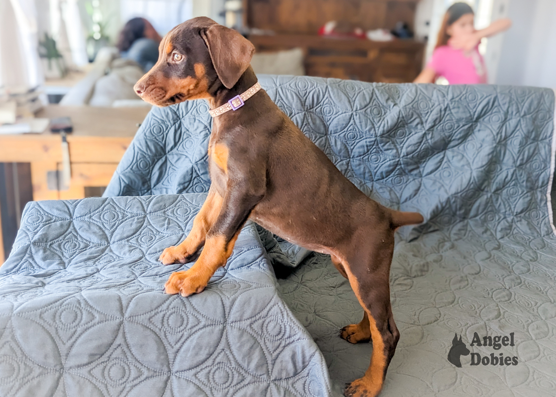 doberman puppy for sale with maroon-purple collar