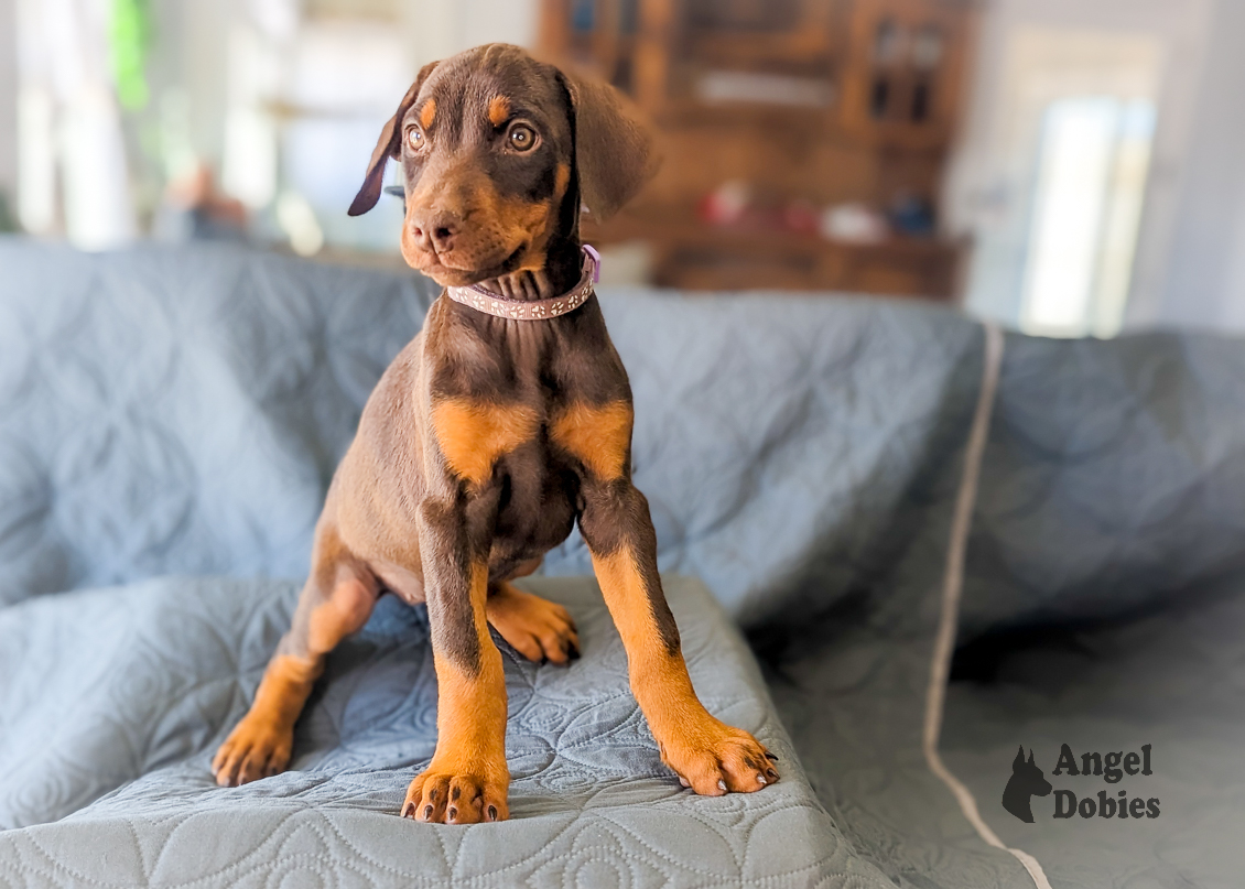 doberman puppy for sale with maroon-purple collar