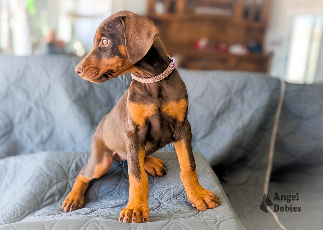 doberman puppy for sale with maroon-purple collar