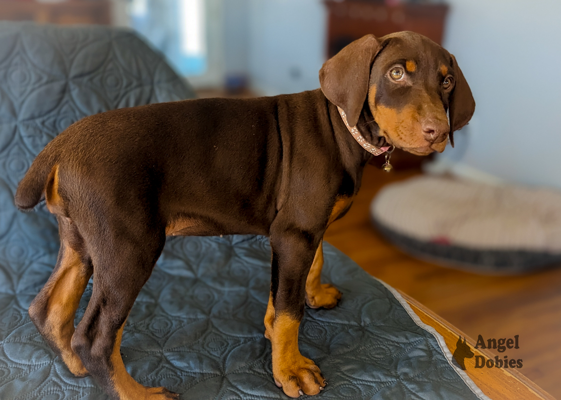 doberman puppy for sale with pink-pink collar