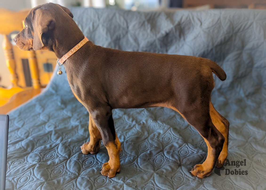 doberman puppy for sale with pink-pink collar