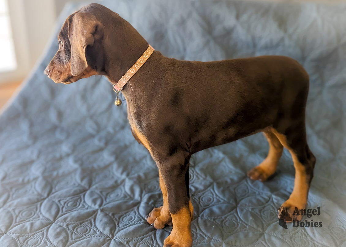 doberman puppy for sale with pink-pink collar