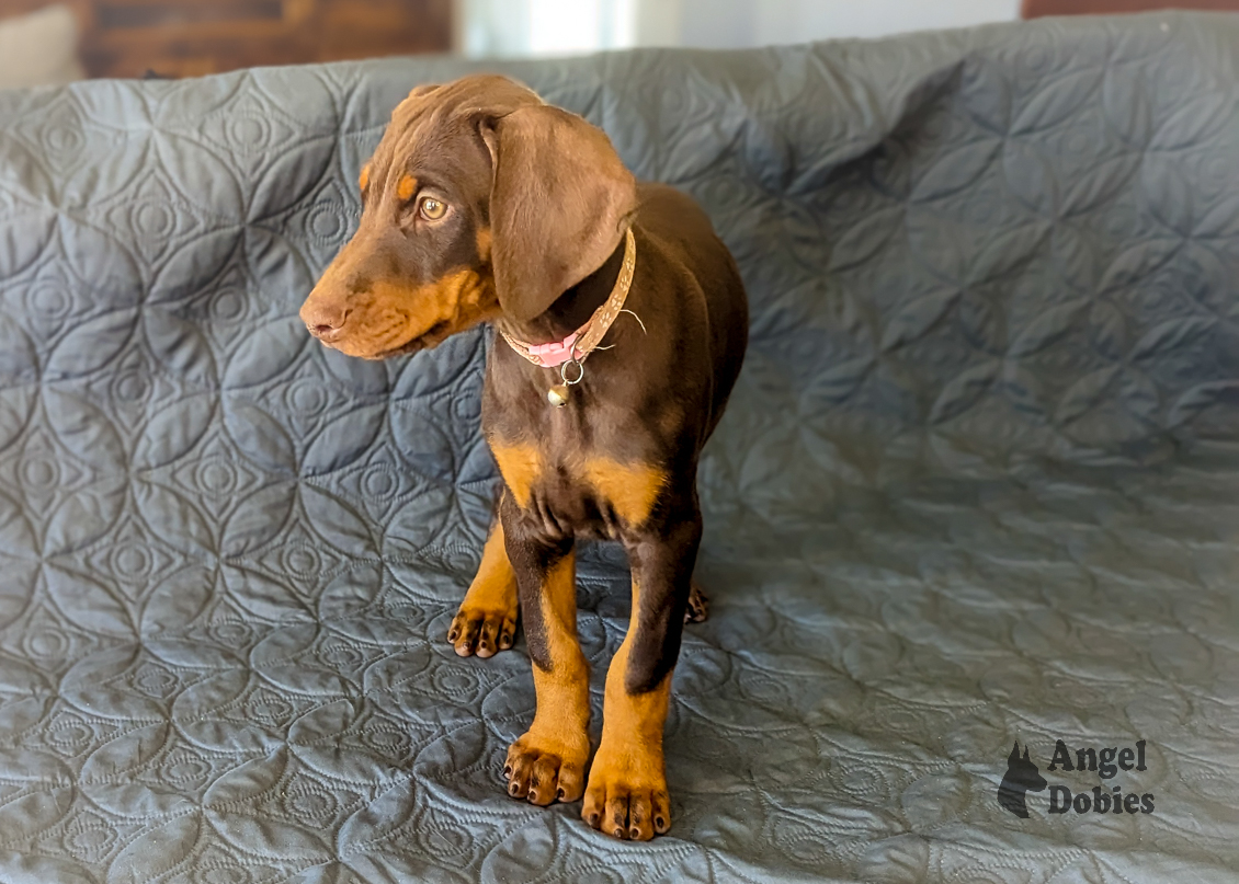 doberman puppy for sale with pink-pink collar