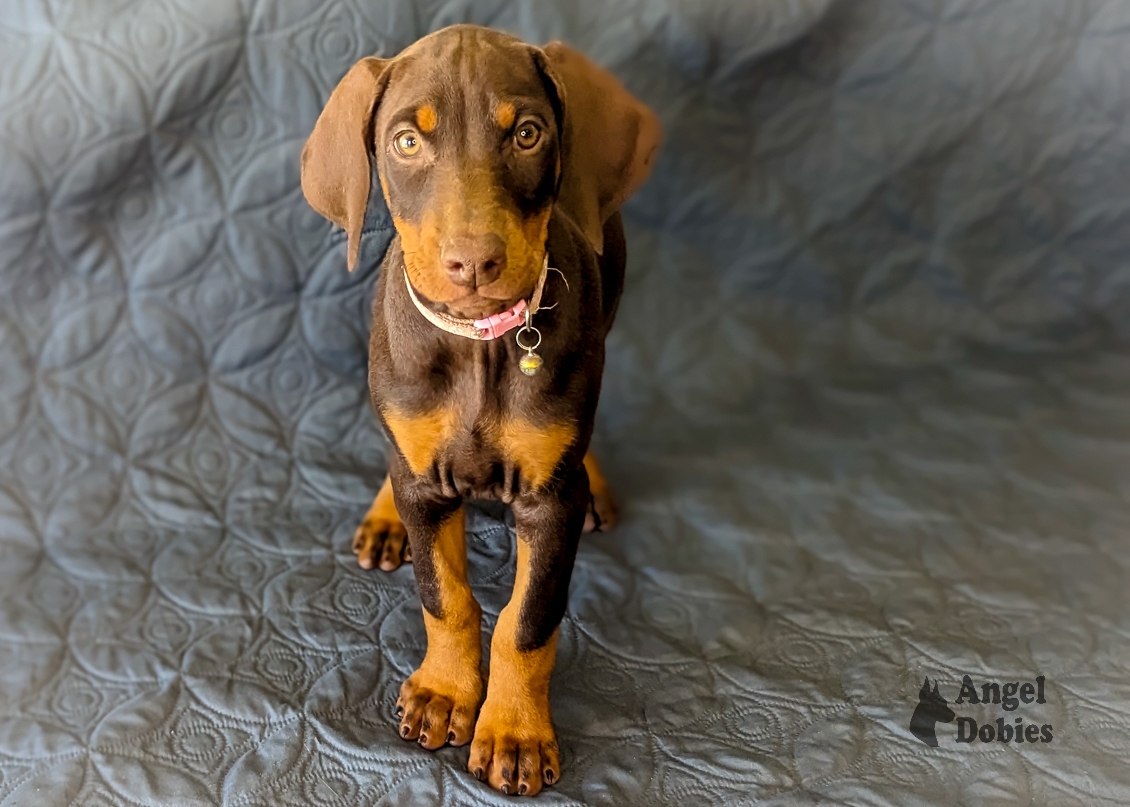 doberman puppy for sale with pink-pink collar