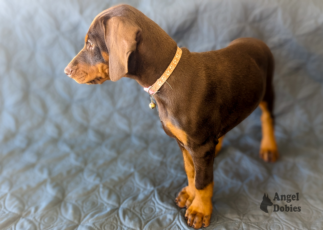 doberman puppy for sale with pink-pink collar