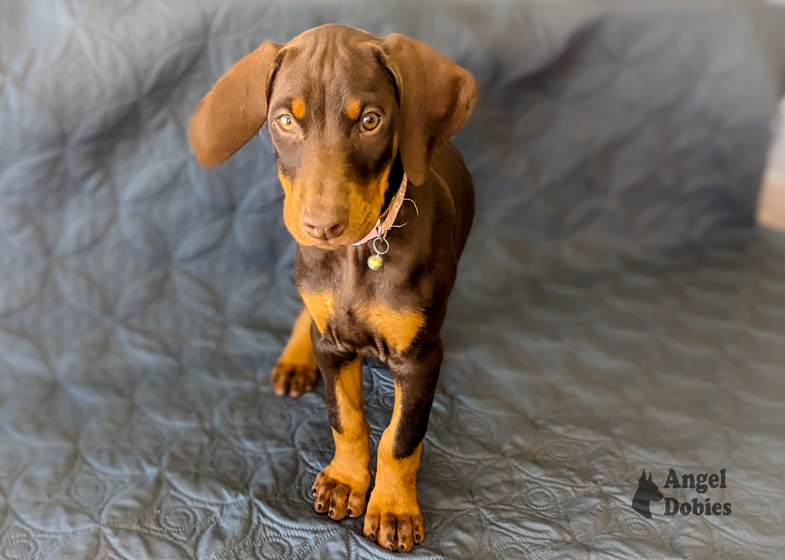 doberman puppy for sale with pink-pink collar